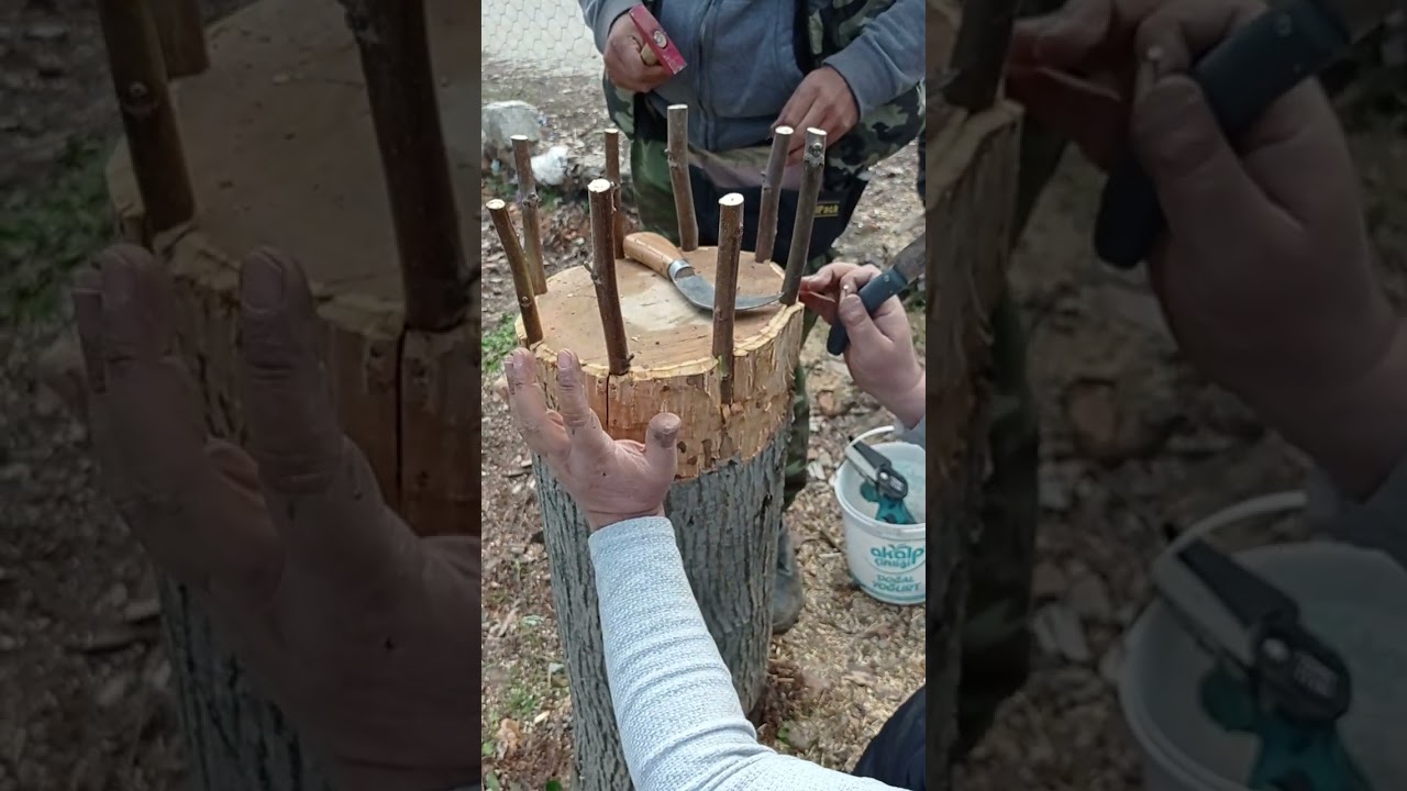 Yaşlı ceviz ağacı nasıl aşılanır?#ceviz #grafting #aşılama #çiftci eğitimi