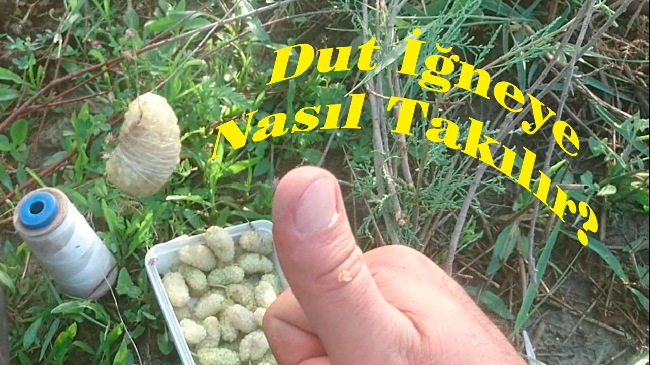 Dutla Balık Avı.Sazan Avı.Dut İle Sazan Avı.Dut İğneye Nasıl Takılır.Bağlanır.Hangi Dutla Balık Avı