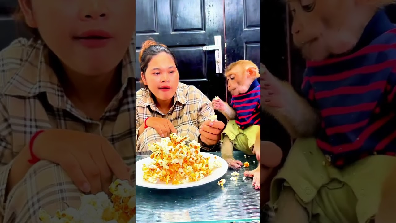 Monkey enjoys human hugs and soft home filled with love ���� 