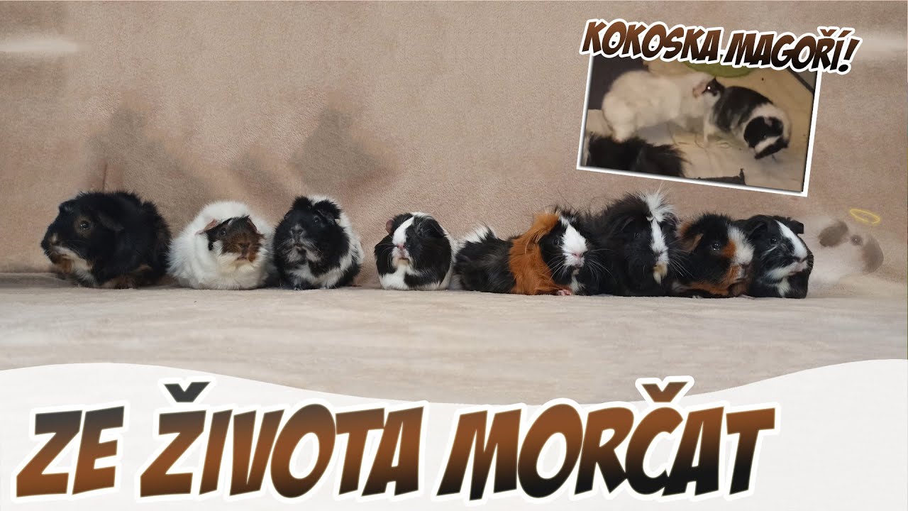 Ze života morčat - pátek - Kokoska magoří! || Morčičáci