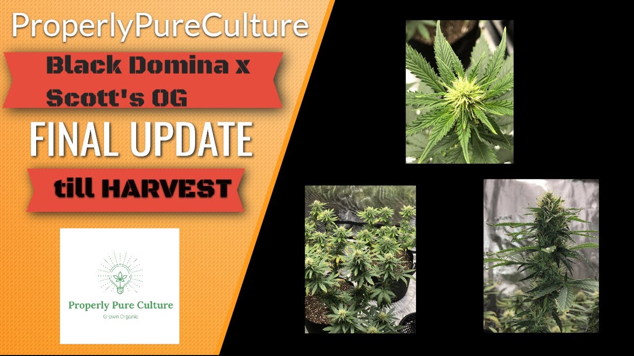 ProperlyPureCulture| Black Domina x Scotts Og Final Update till Harvest