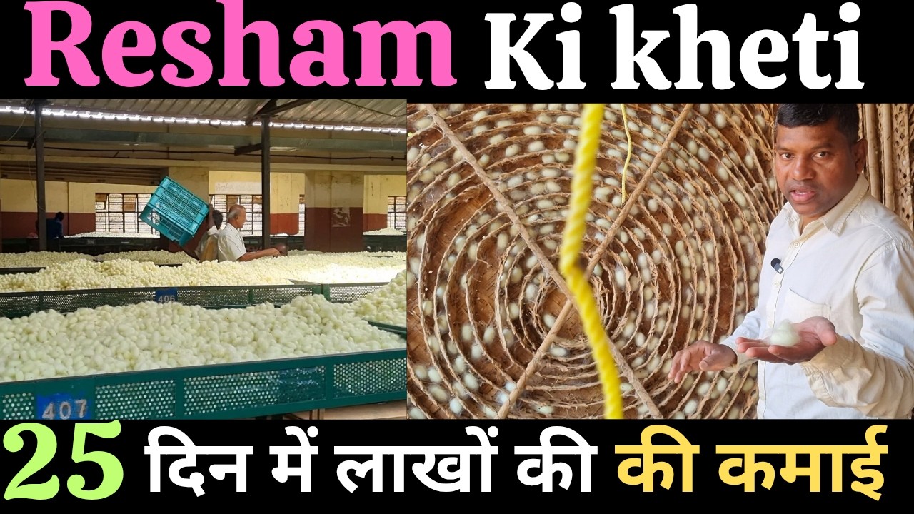 Silk farming, लाखों की कमाई 25 दिन में, resham ki kheti, silkworm farming, 