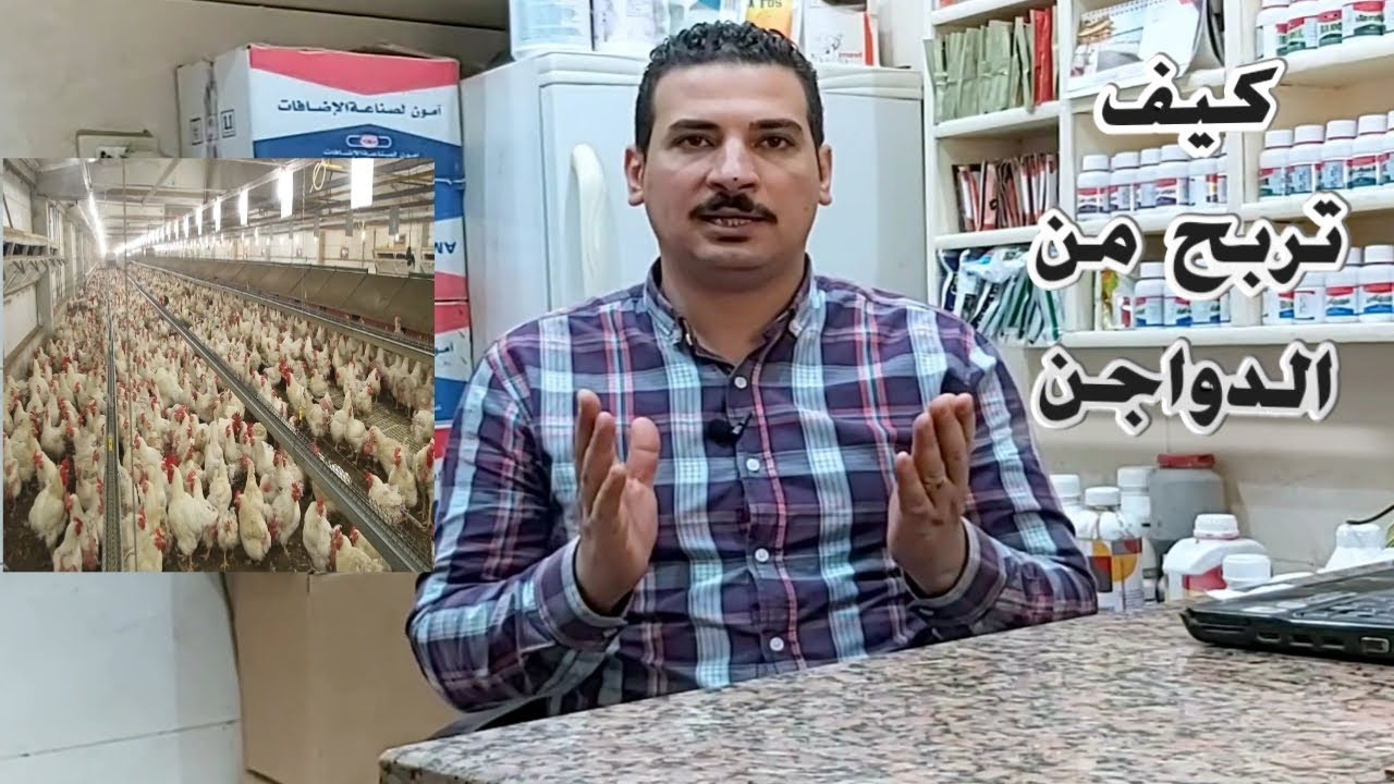 كيف تربح من مشروع تربيه الدواجن