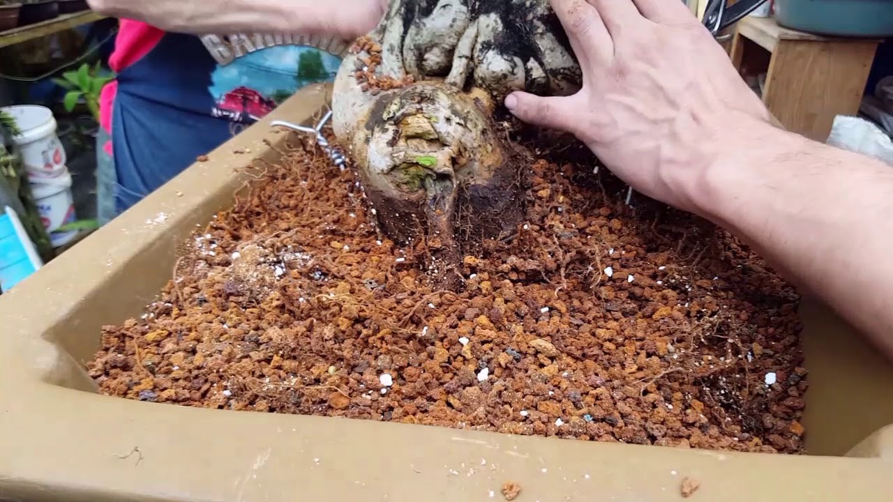Trasplante  de bonsai bugambilia
