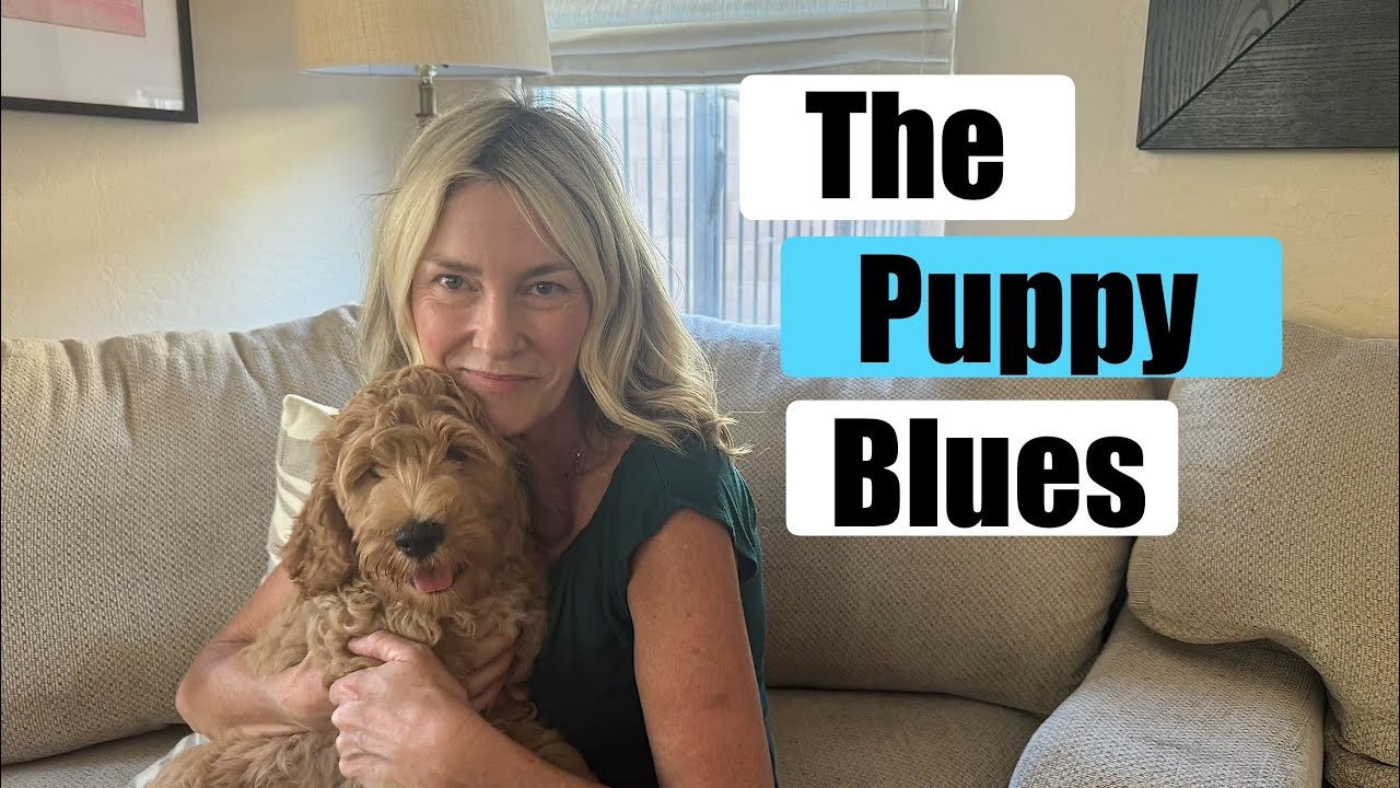 The Puppy Blues l GoldenDoodle Puppy Updates