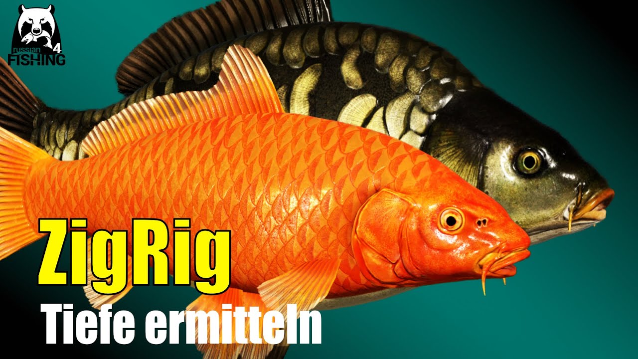 Russian Fishing 4 - Kupfersee - Zig Rig und Pose Koi Spot, Tiefe testen, temperatur verstehen! #rf4