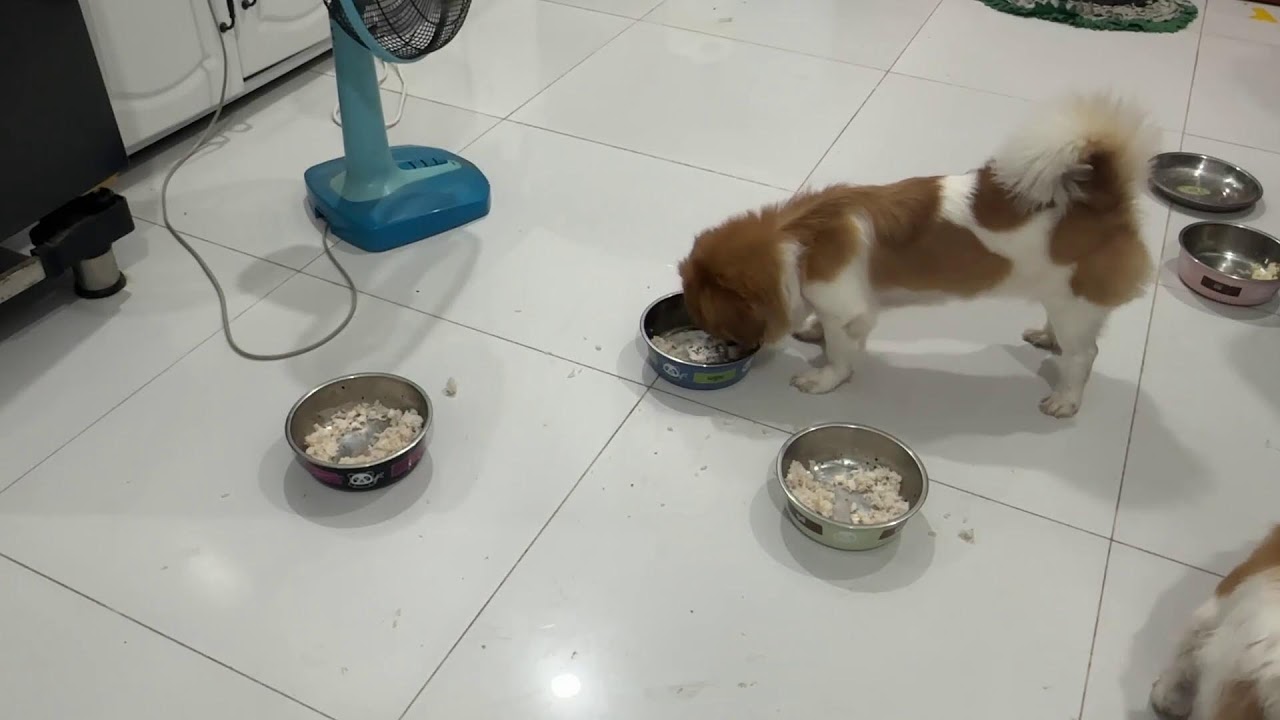 Supper glow for tiny tails