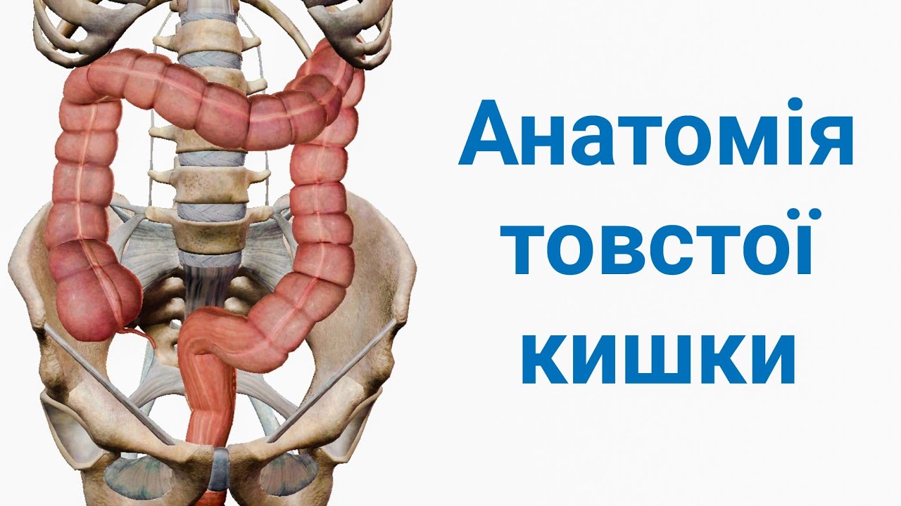Анатомія товстої кишки