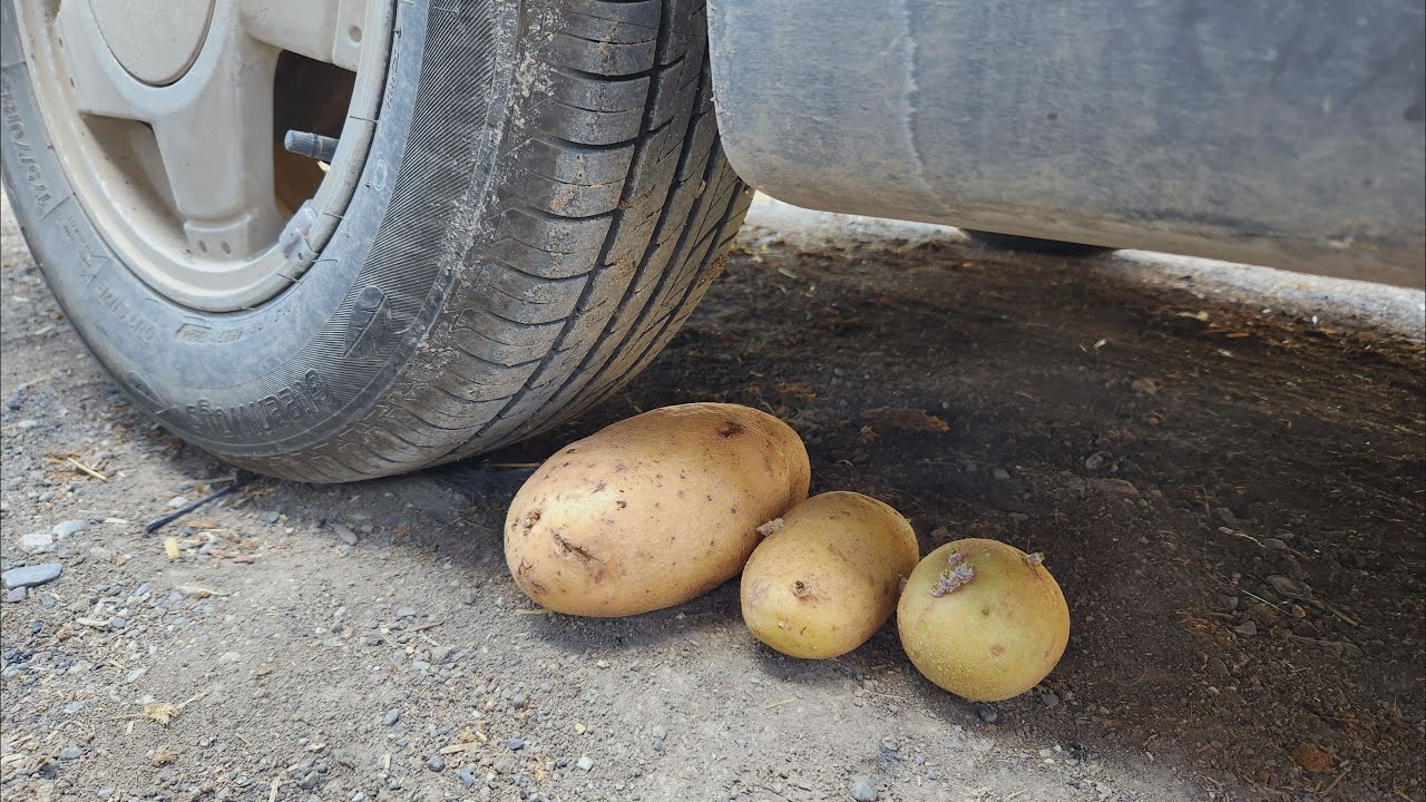 crushing potatoes with a cart wheel