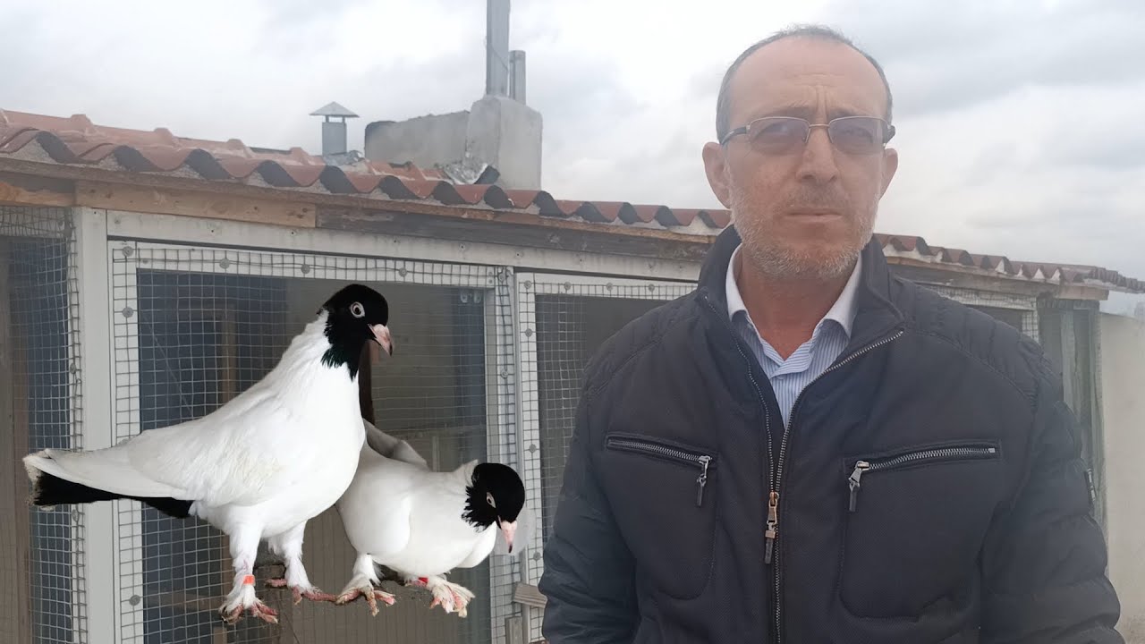 GÜVERCİNLE GEÇEN YILLAR VE GELEN ŞAMPİYONLUK !! KARABAŞ DİŞİ ŞAMPİYONU ÖMER SEYHAN KÜMESLERİ