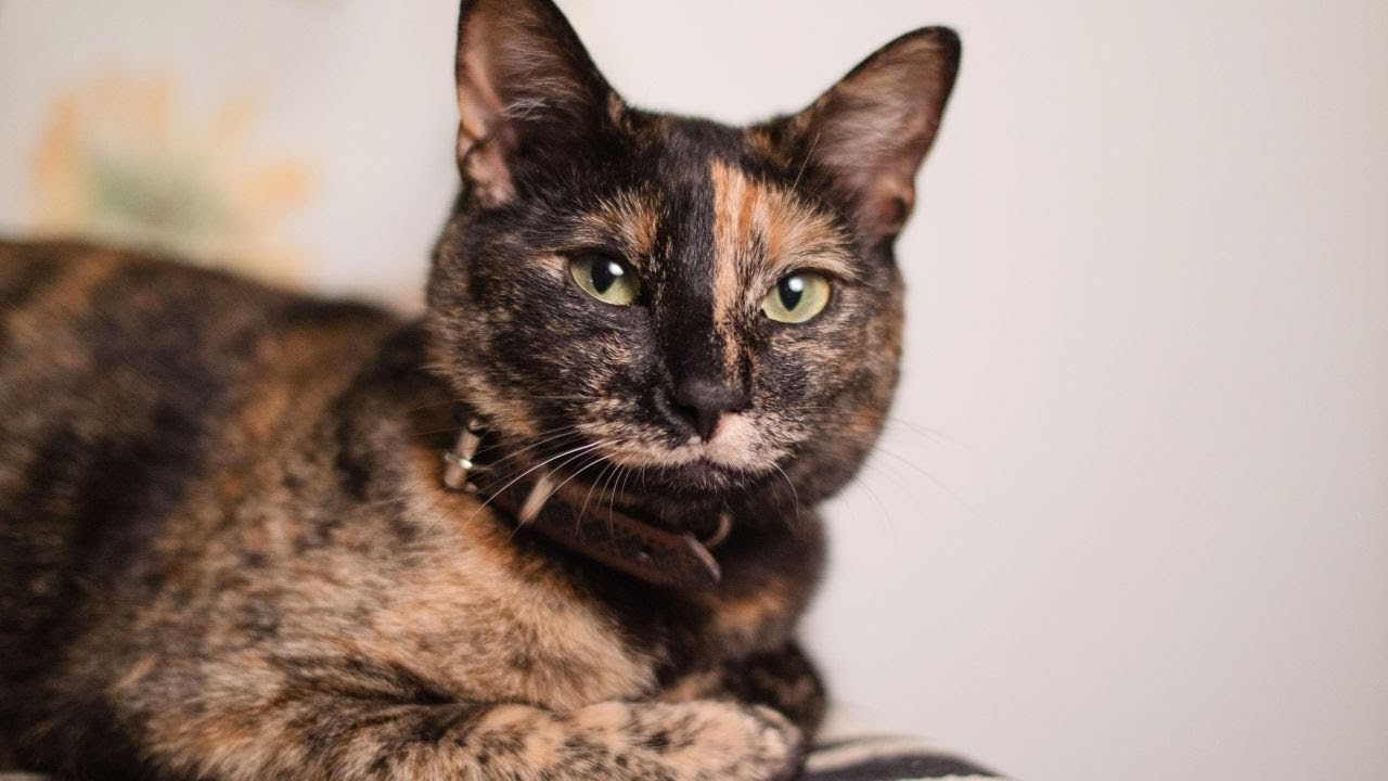 Los gatos Carey: Belleza y Personalidad &Uacute;nicas