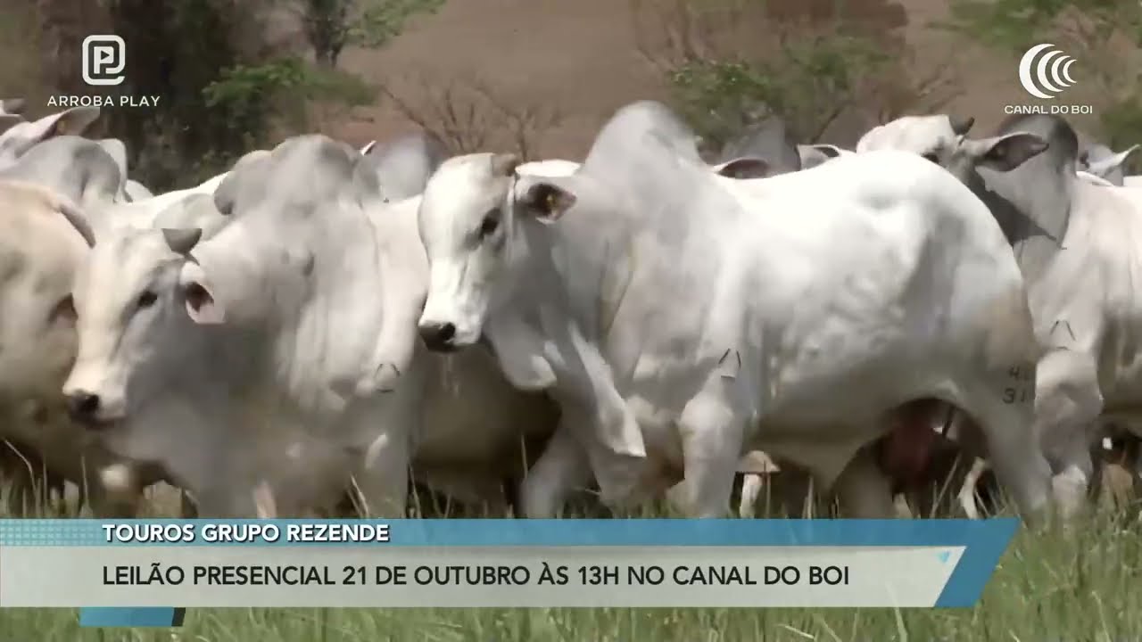 Leilão de touros do Grupo Rezende dia 21 de outubro no Canal do Boi