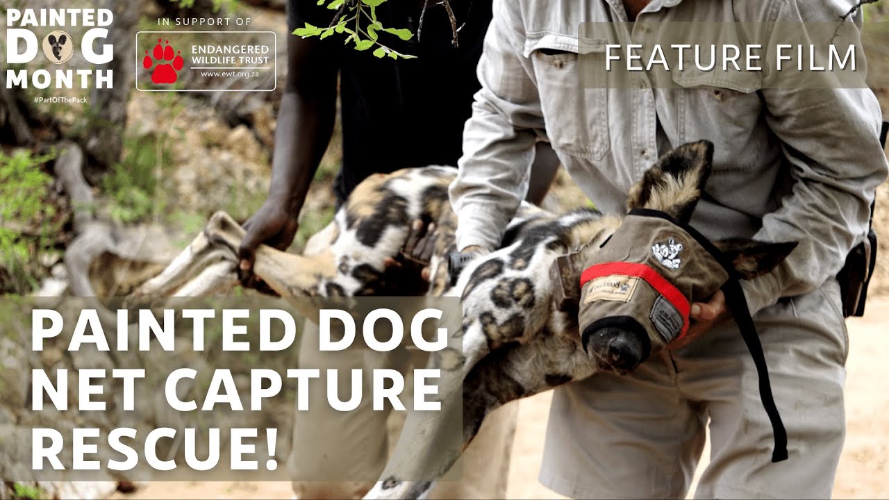 Painted Dog Net Capture Rescue! | Feature Film | Painteddog.tv