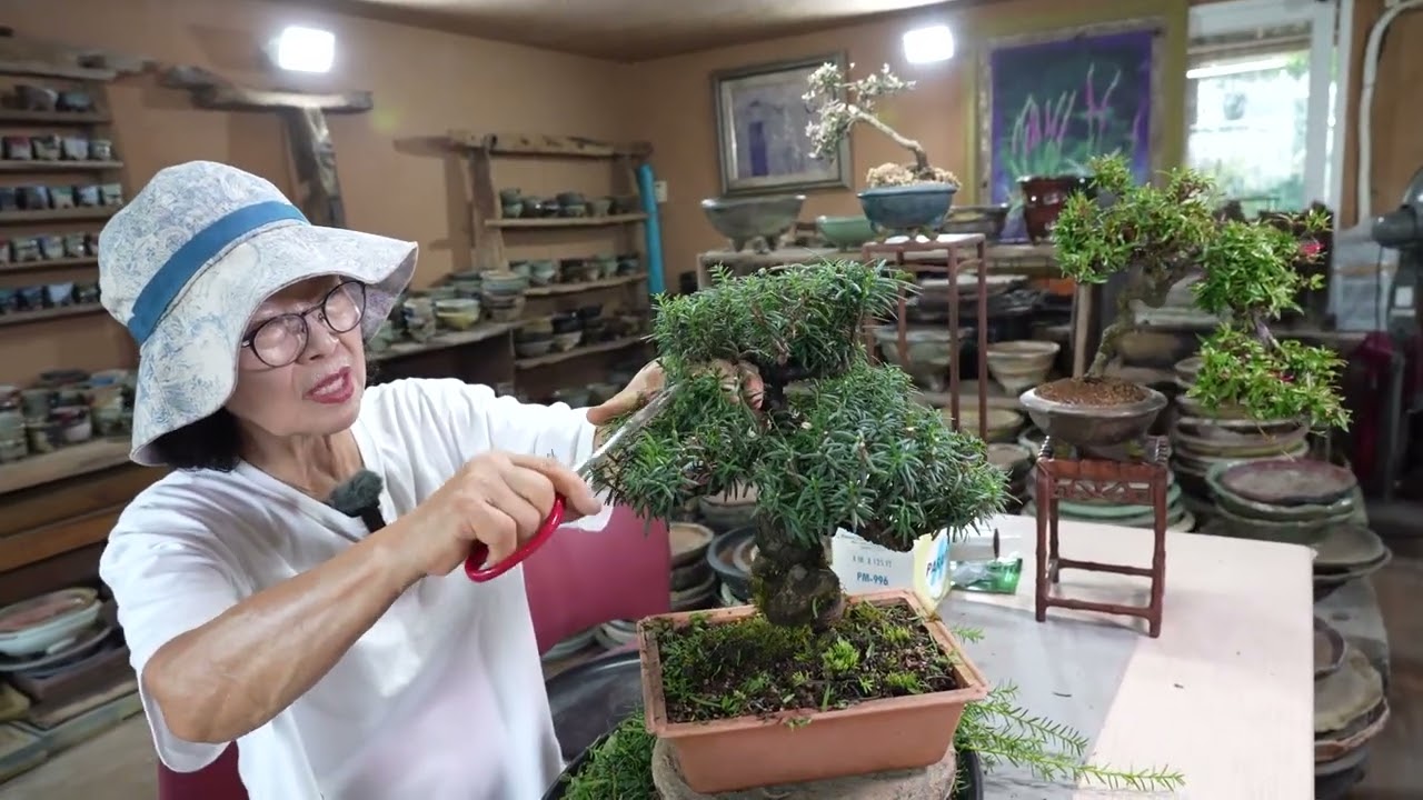 주목단엽