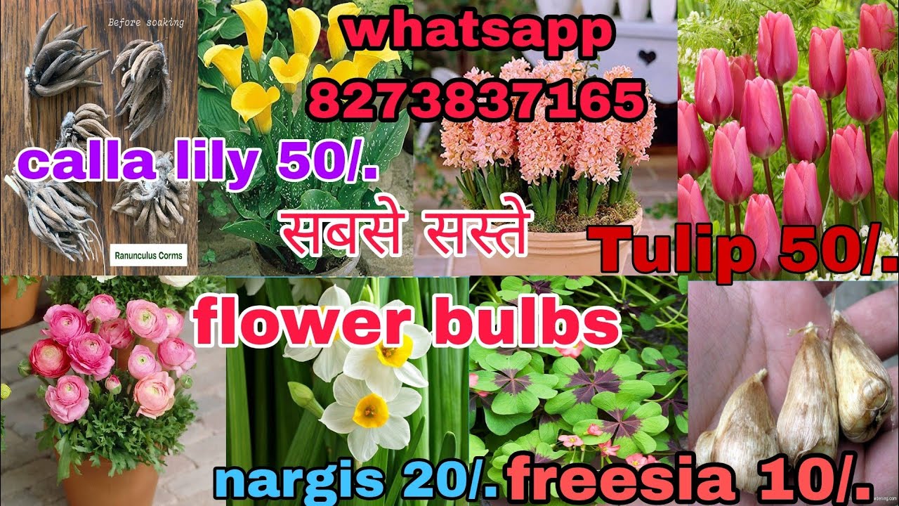 सर्दियों के बल्बस सबसे सस्ते दामों पर! winter flower bulbs sale! bulb, rhyzome,tubers,