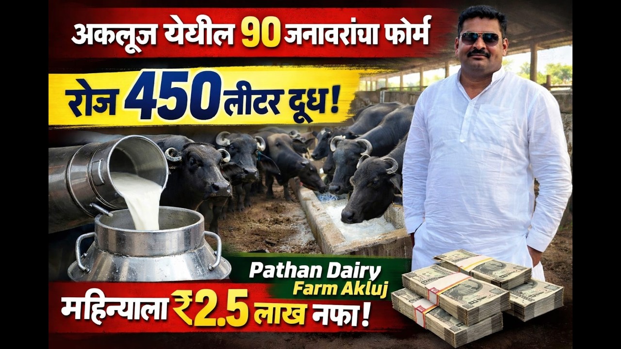 अकलूज येथील 90 जनावरांचा फॉर्म दररोज 450 लिटर दूध आणि महिन्याला 2.5 लाख नफा