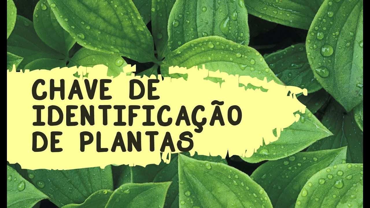 COMO USAR UMA BOA CHAVE DE IDENTIFICAÇÃO DE PLANTAS?