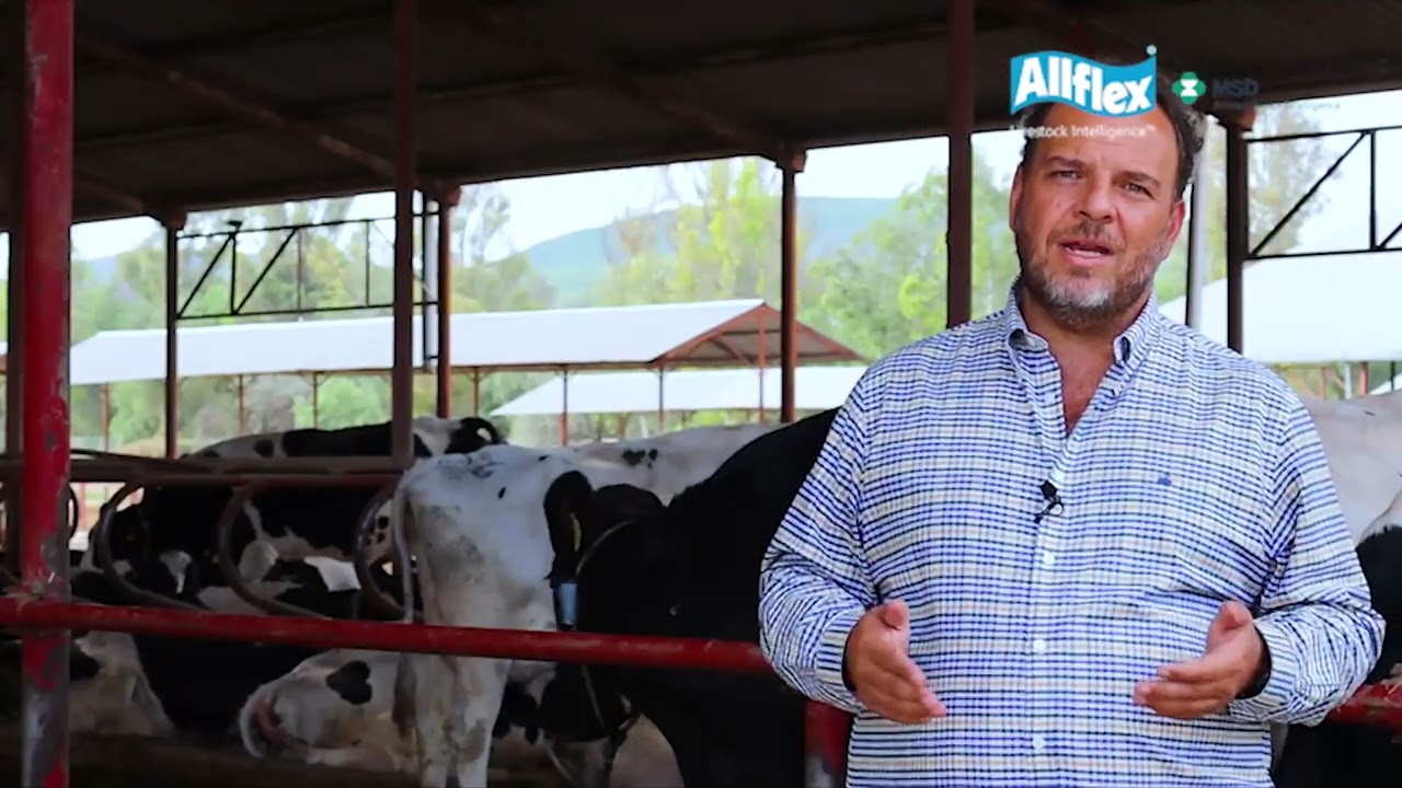 Allflex Livestock Intelligence - Monitoreo de Ganado Lechero