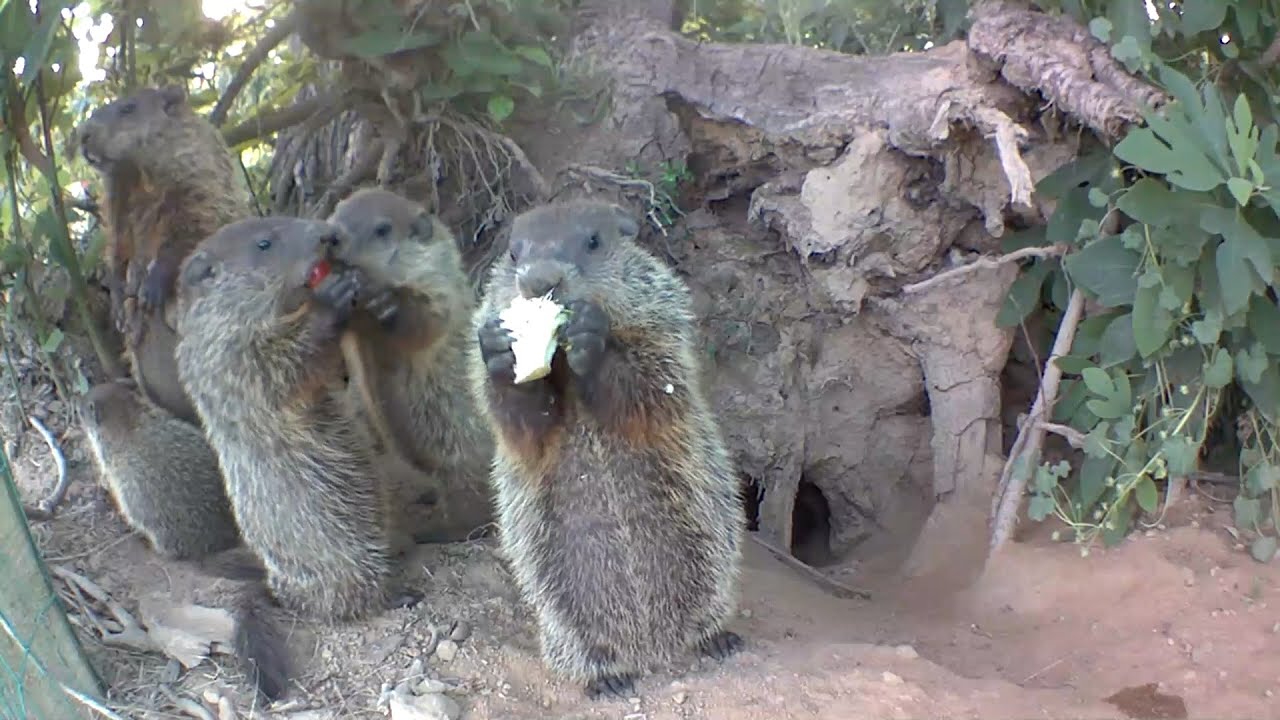 We Found the Chunks' Den! And a 4th Baby!