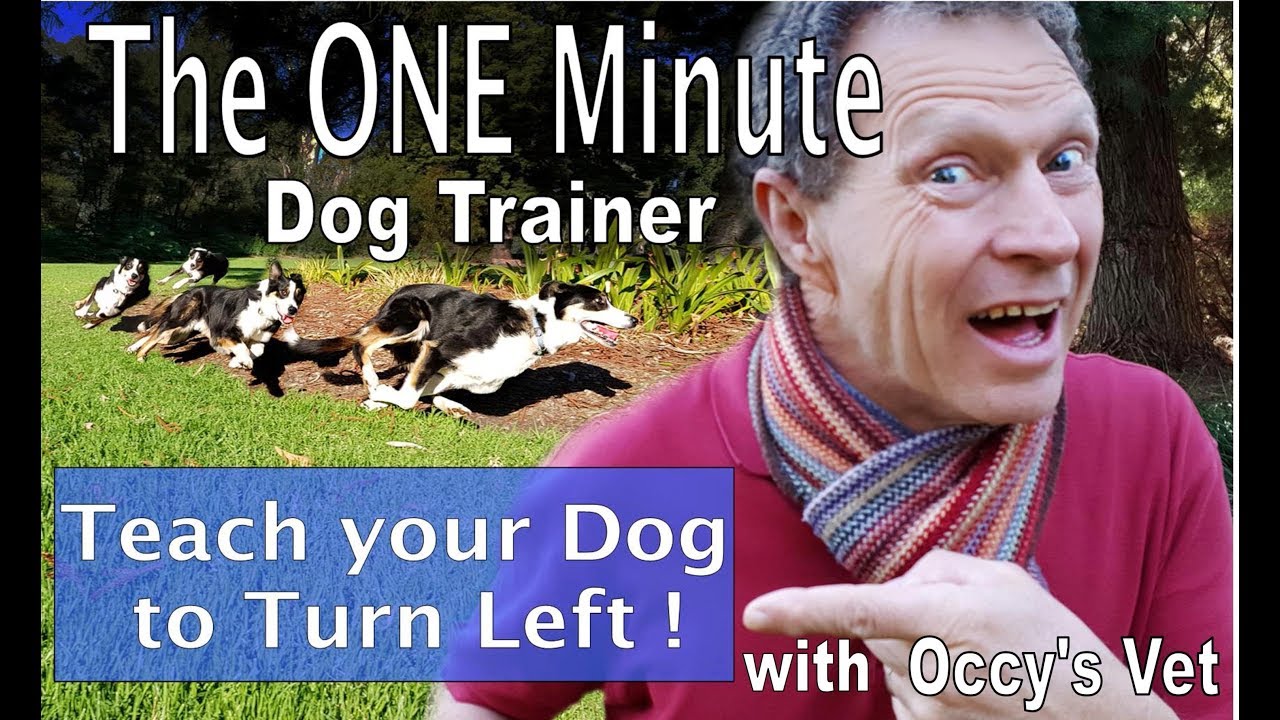 Teach your dog directions : Easy dog training