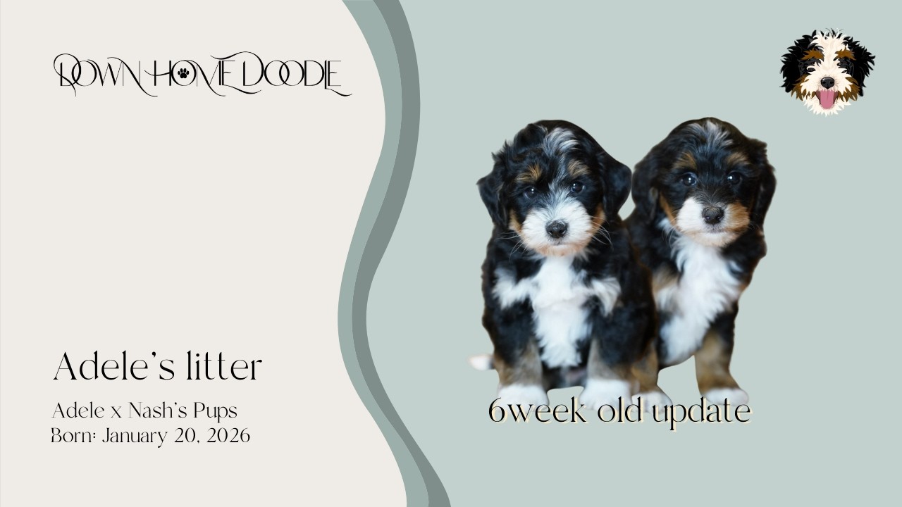 Adele x Nash's Micro Bernedoodle Puppies | Down Home Doodle — 6week old update