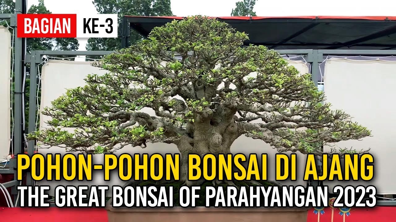 POHON-POHON BONSAI LUAR BIASA DI AJANG PAMNAS 