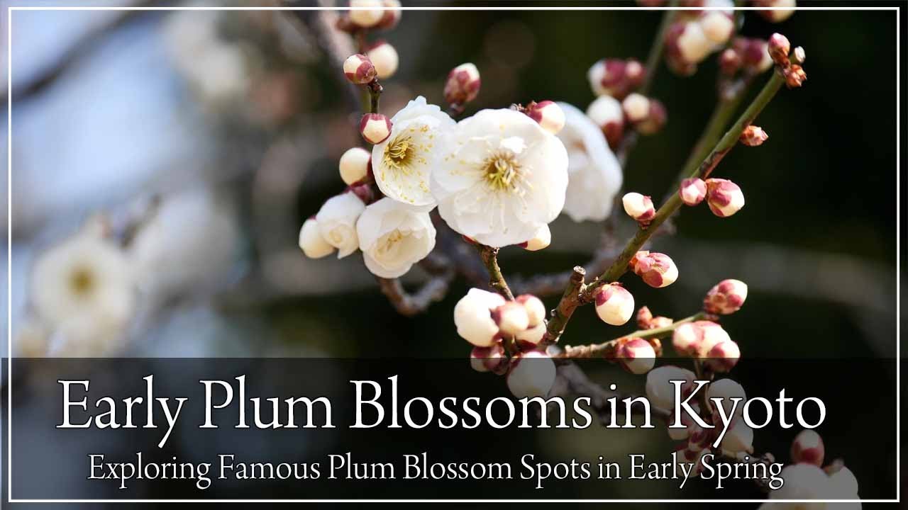 Kyoto in Early Spring: Visiting Plum Blossom Spots as the Flowers Begin to Bloom in the City.