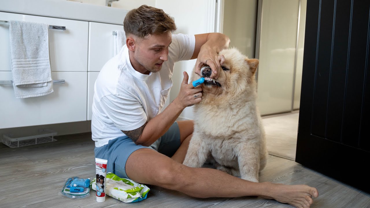 Morning Routine With My Chow Chow DOG! 🦁👱🏼‍♂️