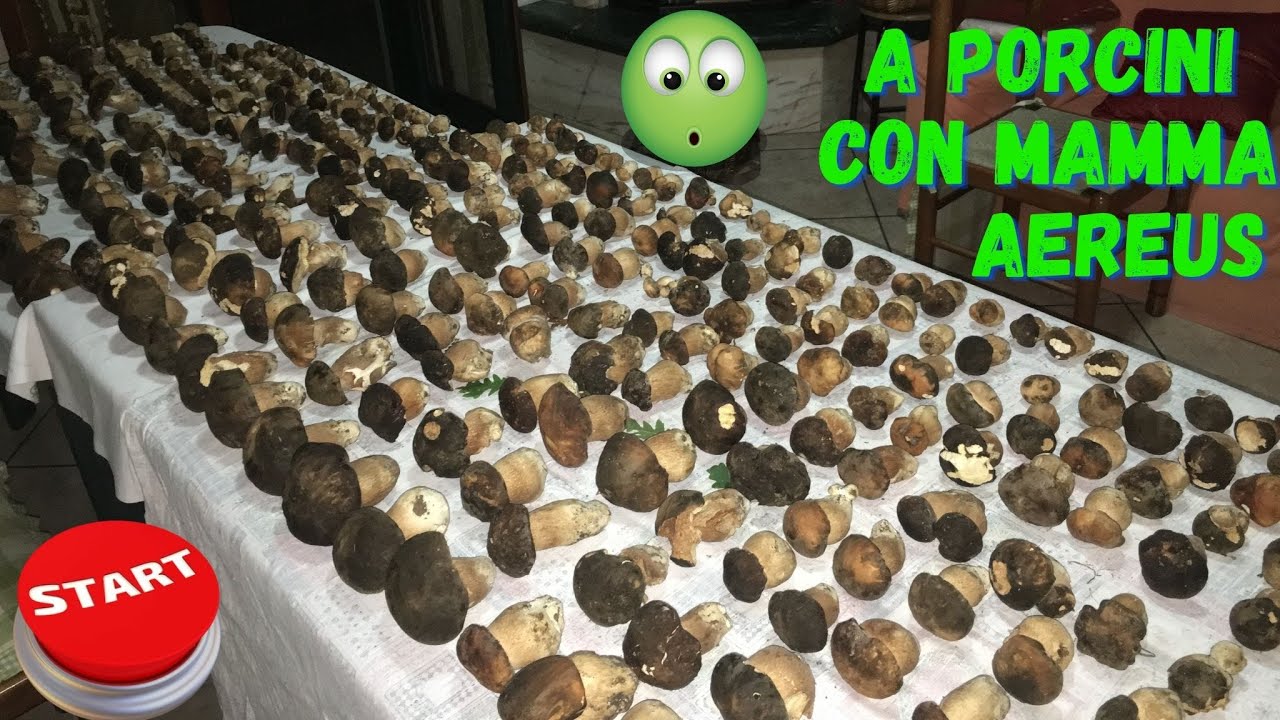 Che Porcini Mamma!!! Che porcini neri lucani. Boletus Aereus, Mushrooms.@lucacorbarafunghi #porcini