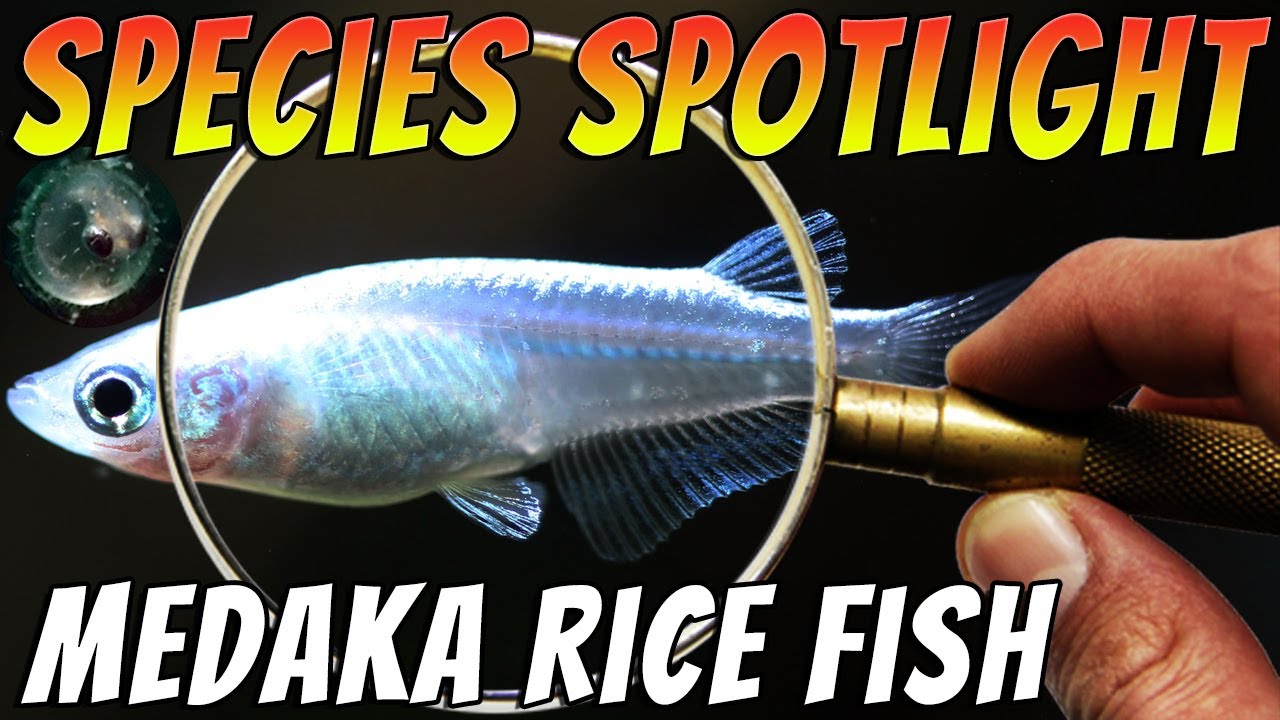 Platinum White Medaka Ricefish - Oryzias Latipes - STUNNING Aquarium & Pond Fish