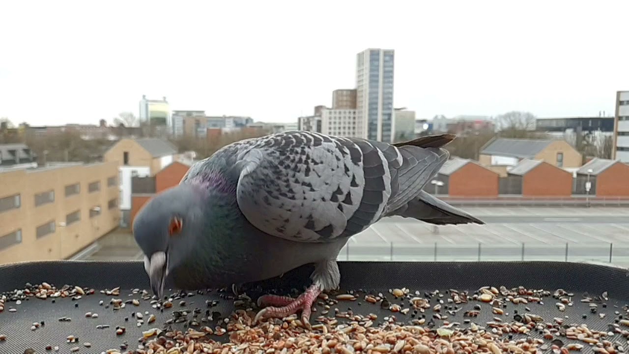 Pigeon eating seeds alone in slow motion
