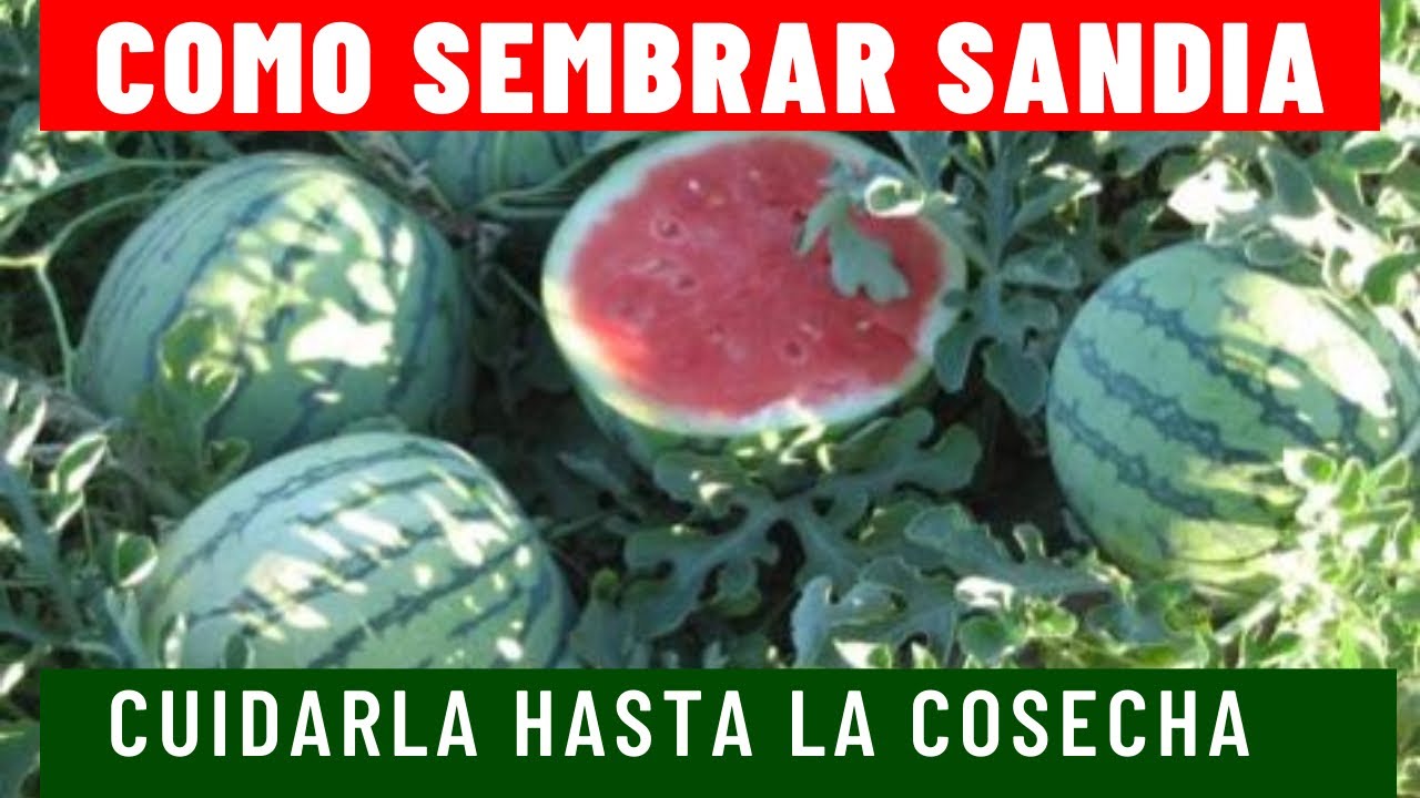 Como sembrar sandía crecimiento y cuidados