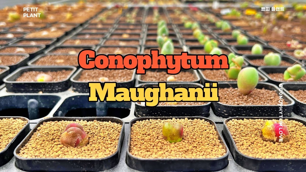 Conophytum maughanii l 마우가니 l 코노피튬 l succulent