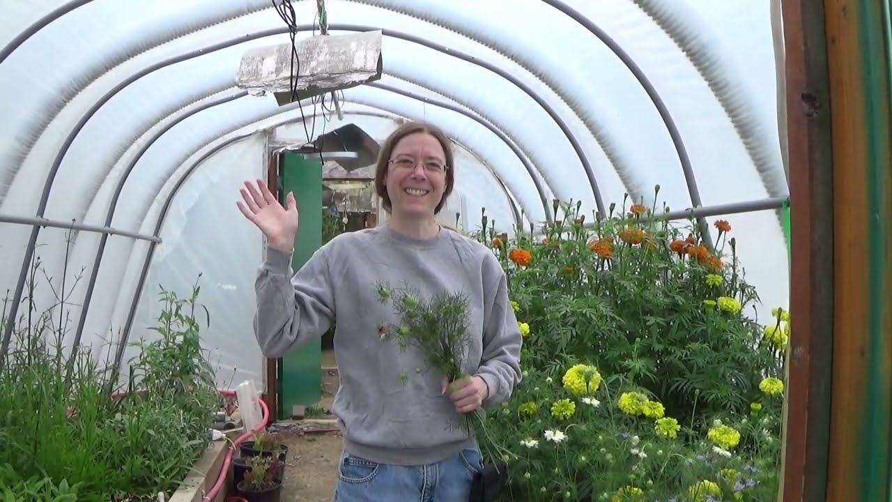 How To Harvest Nigella And Nigella Flower Growing Tips, How To Grow Love In A Mist Flowers