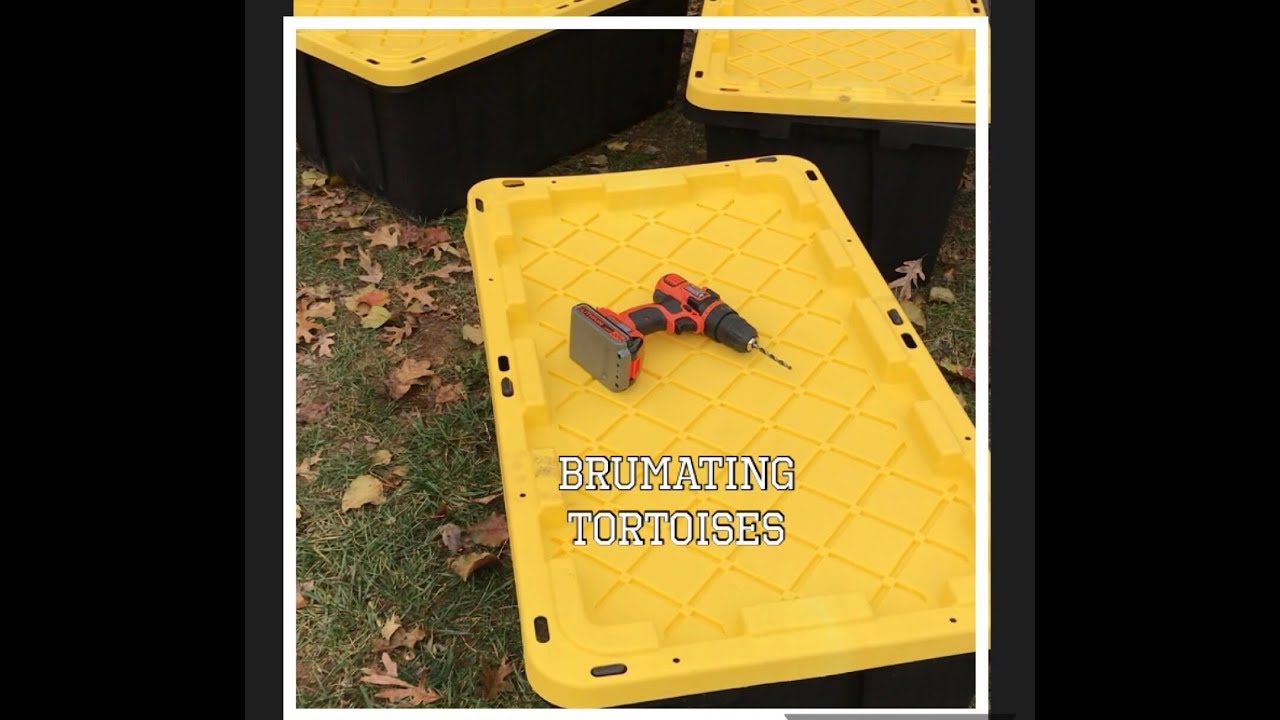 Brumating (hibernating) tortoises in PA