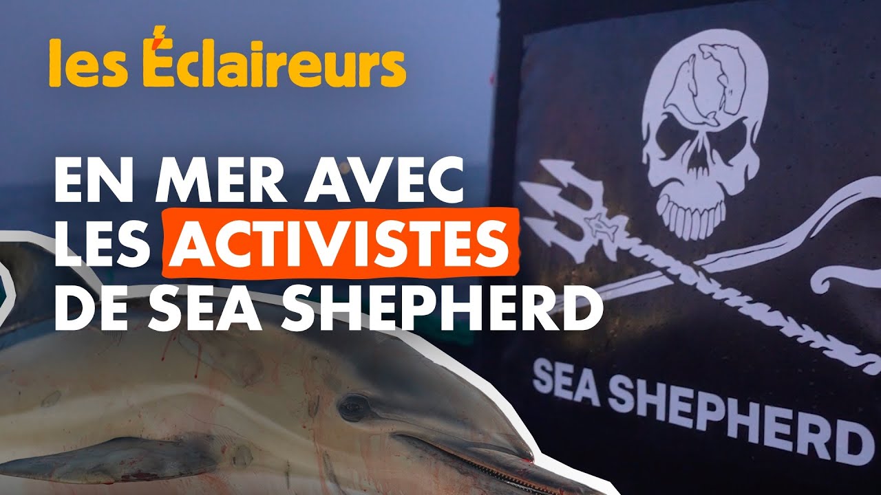 Le combat de Sea Shepherd contre le massacre des dauphins