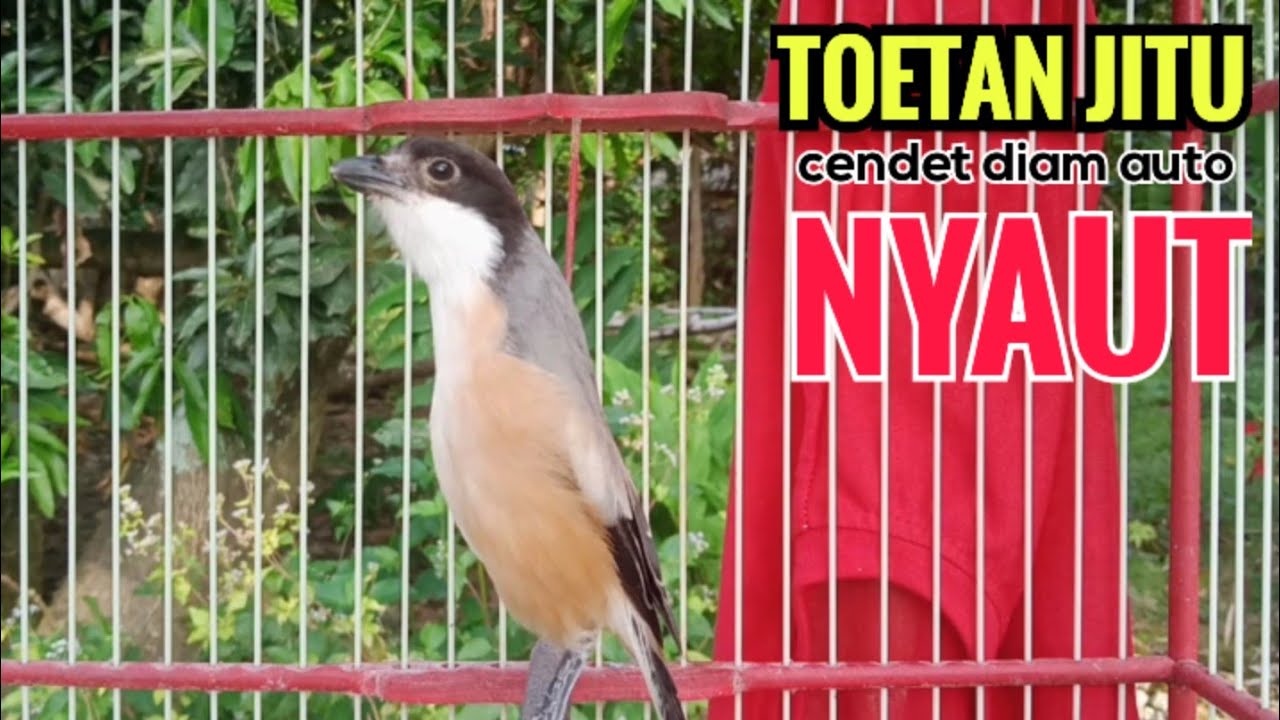 toet toet Suara cendet gacor Pagi Hari pancingan jitu BIKIN cendet diam langsung nyaut ikutan bunyi
