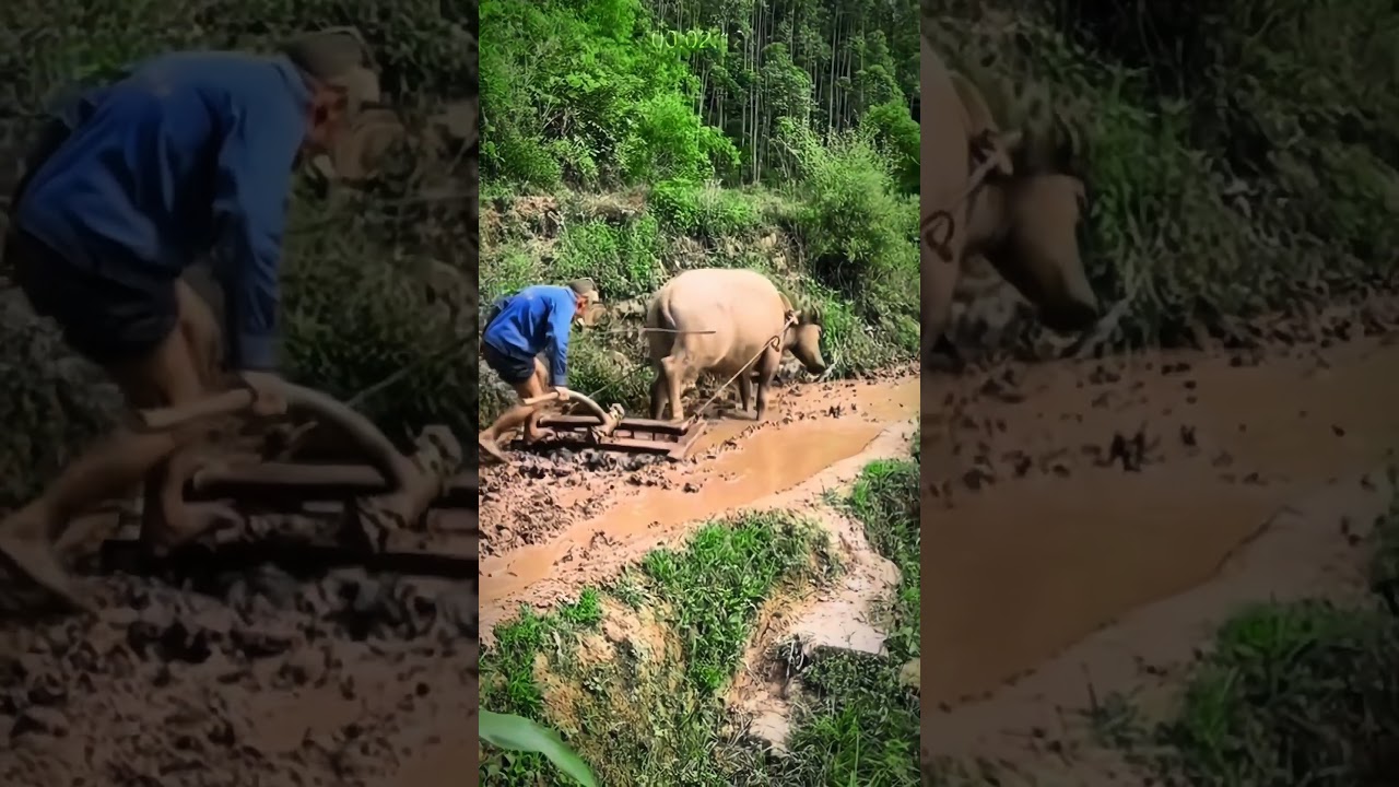 Don't Forget the Old Ways! Plowing Rice Fields with the Help of Buffalo 