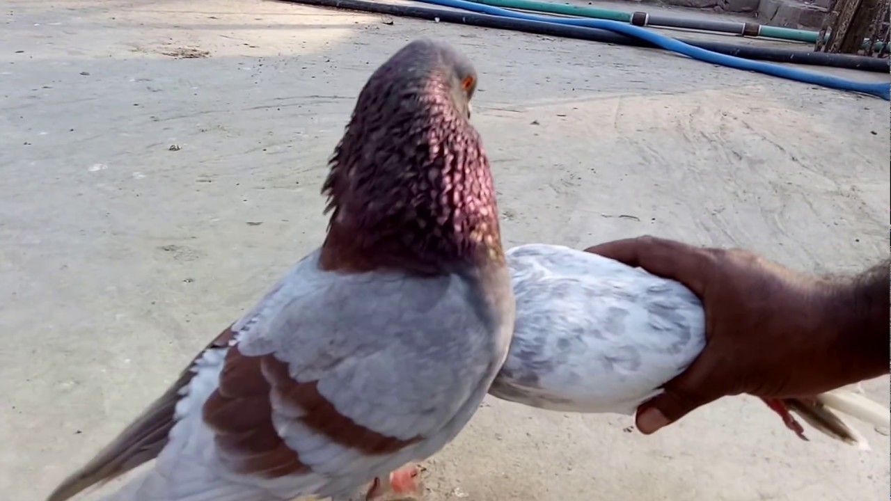 Male Pigeons Super performance