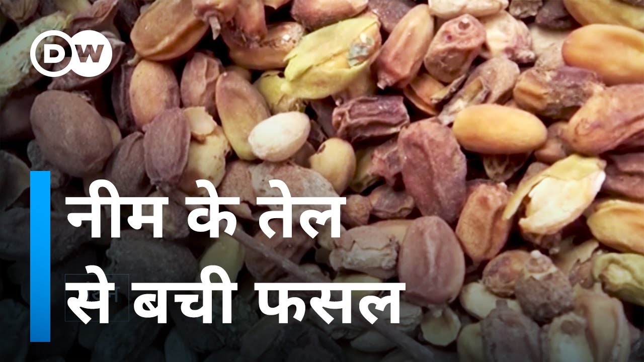 नीम का तेल कितना कारगर है [Mali: Neem Oil for sustainable agriculture]