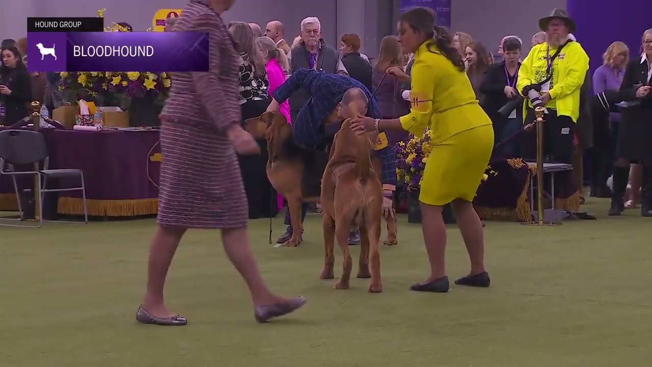 Bloodhounds | Breed Judging 2026