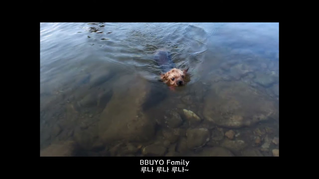 [뿌요꼬모패밀리] 여름휴가 물놀이영상🏊🏻‍♂️ 스마일펫 / 강원도평창자연속으로/yorkshireterrier/요크셔테리어/강아지수영/댕댕이