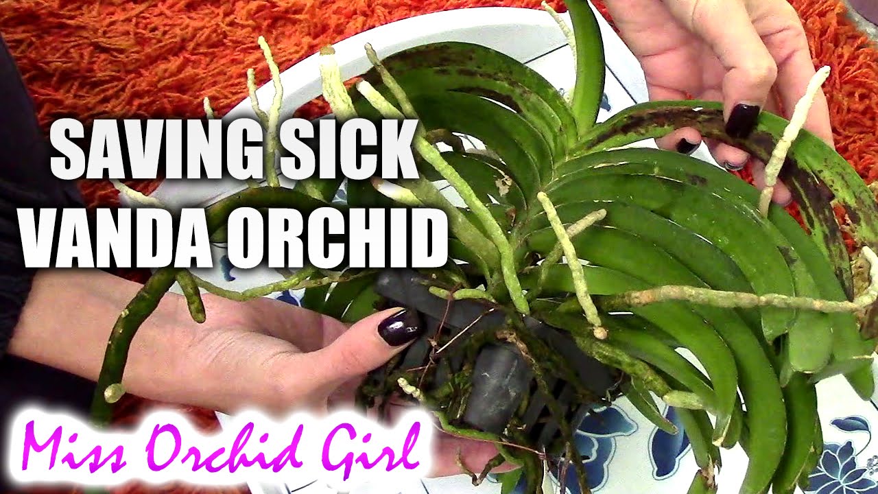 Saving Vanda Orchid with root rot and fungal infection
