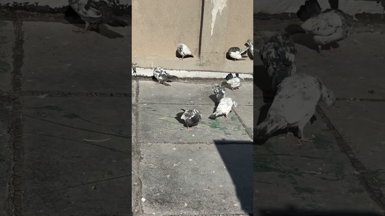 مطيار اليوم ١