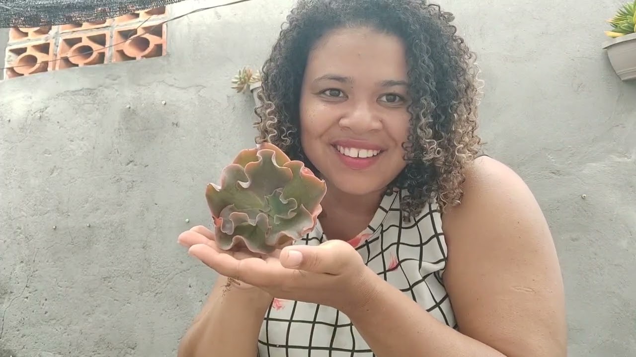 Chegada de suculentas raras + atualizações 