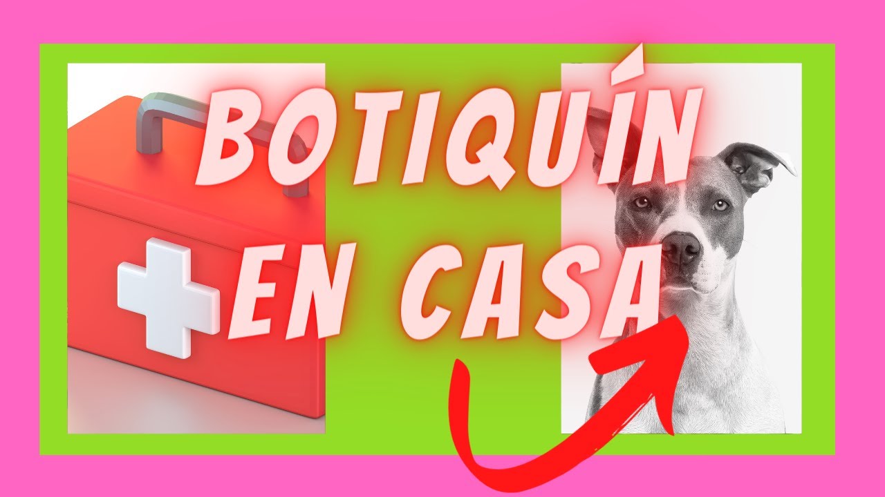 ¿Cómo curar heridas a mi perro? - [Botiquín en casa]