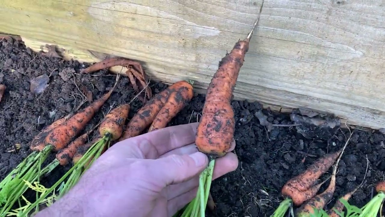 Final Carrot Harvest Of 2024 & Garden Update!