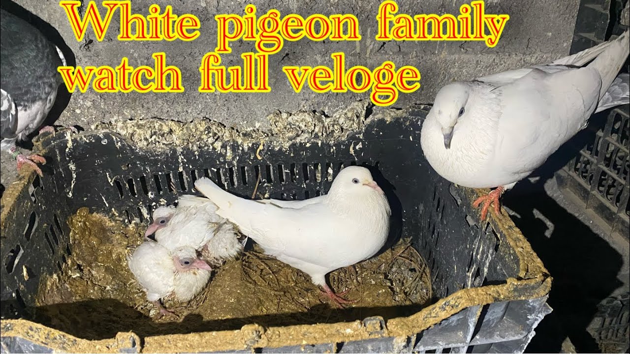 Watch full veloge like and scribe