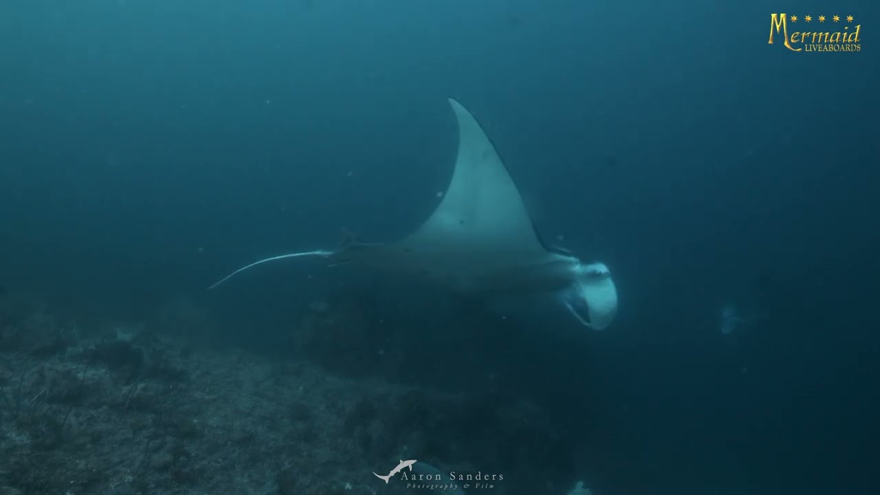 The Stunning Raja Ampat - 2023 Best Raja Ampat Underwater Diving Video