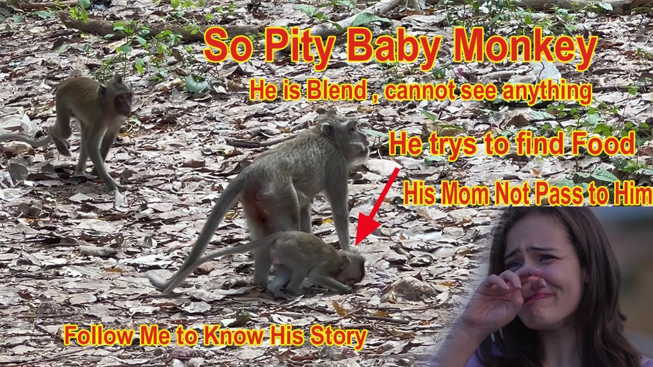 Pity Blind Baby Monkey Vego Always Follow His Mom Every time, He Cannot see anything